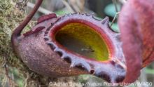 Pitcher plant Nepenthes rajah with prey, Mount Kinabalu, Sabah, Borneo. PUBLICATIONxINxGERxSUIxAUTxONLY 1527148 AdrianxDavies