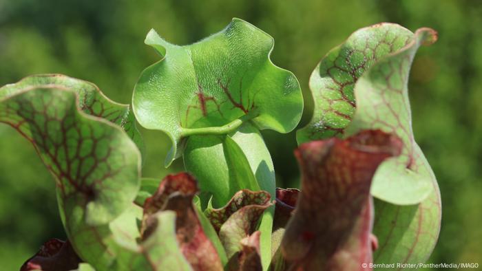 Las plantas Sarracenia crecen en Norteamérica y son conocidas comúnmente como trompetas. Atraen a los insectos con una secreción en el borde de las hojas de la jarra. Esas hojas además tienen colores y olores atractivos para las víctimas. El borde resbaladizo de la jarra hace que los insectos caigan dentro, donde mueren. La planta los digiere para usar los nutrientes.