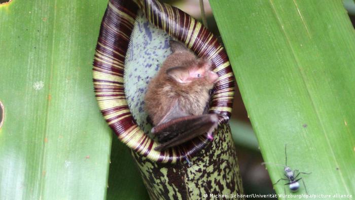 ¿Dormir en una planta carnívora? Suena contradictorio, pero al murciélago lanudo de Hardwicke, en Borneo, le funciona bastante bien. Es una relación recíproca: el murciélago duerme en el cántaro de las Nepenthes y las plantas se alimentan del estiércol del huésped. En lugar de caer en el líquido digestivo del fondo de la jarra, el murciélago se aferra en la planta como un corcho en una botella.