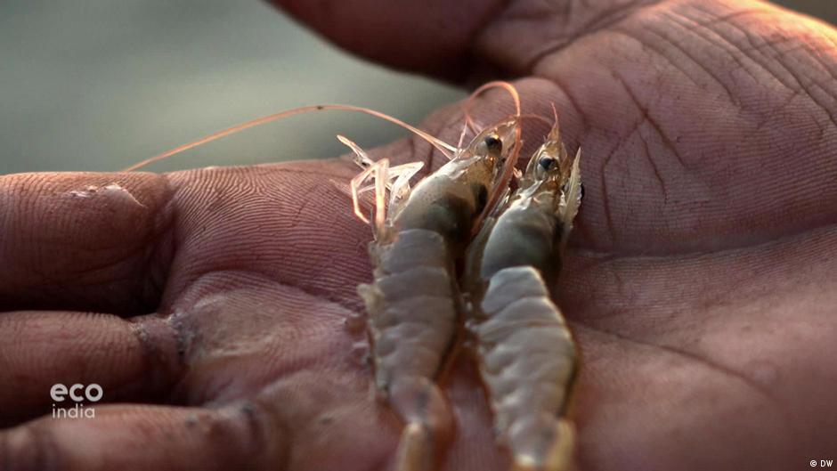 Saline solution: Farming prawns in Punjab  – DW – 01/20/2023