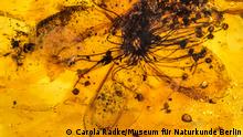 Das Bild zeigt die sogenannte Stewartia Kowalewski, eine Blume, die vor 34 bis 38 Millionen Jahren in Bernstein eingeschlossen wurde.
