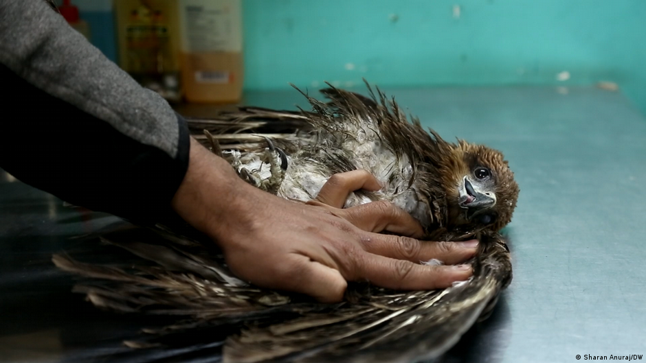 Rescuing New Delhi's birds of prey from kite flying DW 01/20/2023