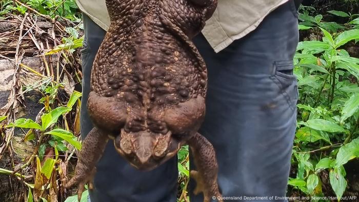 Australien I Riesige Schilfkröte entdeckt und als Toadzilla bezeichnet