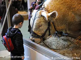 A young boy looks at a cow displayed during the 47th International Farm Show, 'Salon de l Agriculture', in Paris, France, 01 March 2010. The agriculture fair started on 27 February and runs through 07 March 2010. According to the international farm show's official website, an estimated 2,000 animals, 17,000 types of agricultural products and over 3,000 wines will be on display. EPA/YOAN VALAT +++(c) dpa - Bildfunk+++