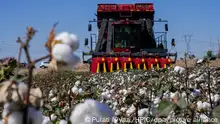 ARCHIV 2021 *** View of farmers harvesting cotton in Hami city, northwest China's Xinjiang Uyghur autonomous region, 14 September 2021.