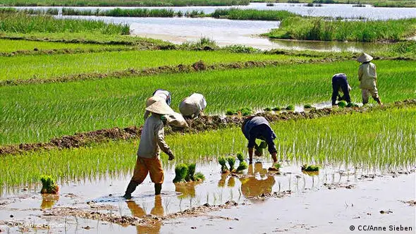 Bauern beim Reisanbau