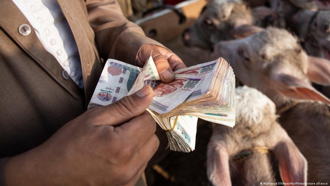 Man counting money in Egypt as small sheep are seen behind him