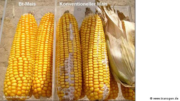 Vergleich transgener Mais und konventioneller Mais (Foto: transgen.de)