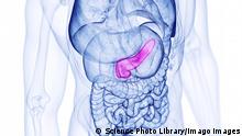 El páncreas se encuentra en el centro de la cavidad abdominal, entre los demás órganos, y está marcado en rosa.