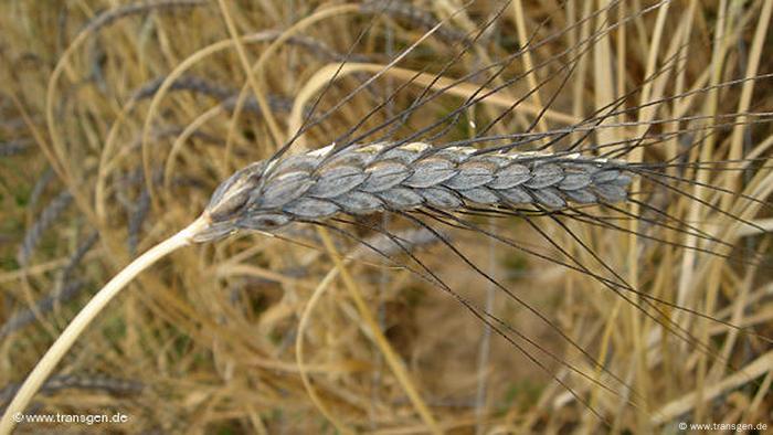 Una espiga de trigo farro negro en un campo de maíz.