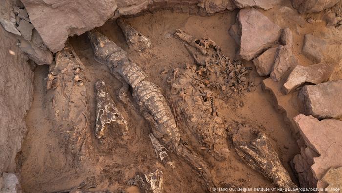 Restos de 10 cocodrilos encontrados en la tumba de Qubbet el-Hawa.