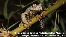 A magnificent new kind of torrent frog from the Andes of Ecuador has been named in honor of J.R.R. Tolkien, creator, and author of The Hobbit and Lord of the Rings.
Credit: Juan Carlos Sánchez-Nivicela/ Archivo Museo de Zoología,Universidad San Francisco de Quito
