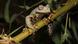 Hyloscirtus Tolkieni Hyloscirtus Tolkieni