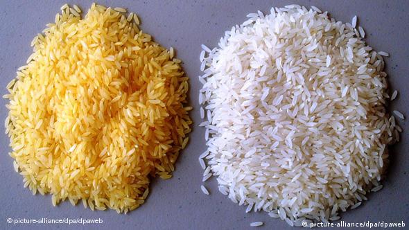 'Goldener Reis' liegt neben weißem Reis (Foto: picture-alliance/dpa)