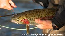 2013, Alaska****
Angler Removes A Fishing Hook From The Mouth Of A Rainbow Trout Before Releasing It Back Into Kvichak River Near Iliamna Lake, Bristol Bay Region, Southwest Alaska, USA || Modellfreigabe vorhanden