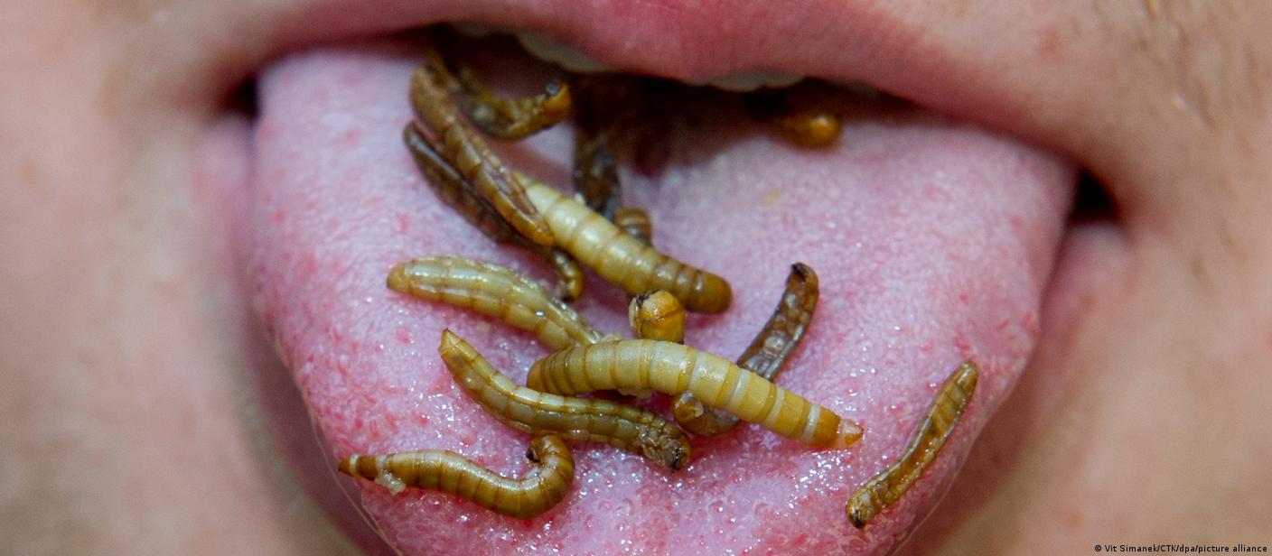 Mealworm larvae on a person's tongue