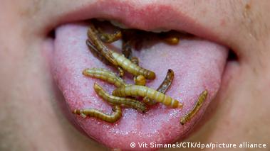 Insects on the menu as EU approves two for human consumption