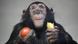 Imagen de archivo: un chimpancé sostiene un tomate y una banana Imagen de archivo: un chimpancé sostiene un tomate y una banana