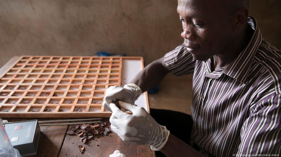 Hombre controlando la calidad del cacao. Hombre controlando la calidad del cacao.
