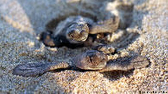 Frisch geschlüpfte Meeresschildkröten 
