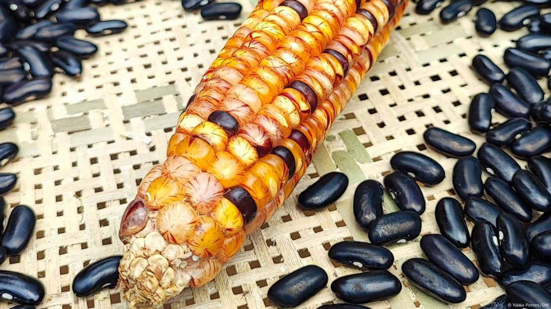 Espiga de milho em peneira, rodeada por grãos de feijão preto
