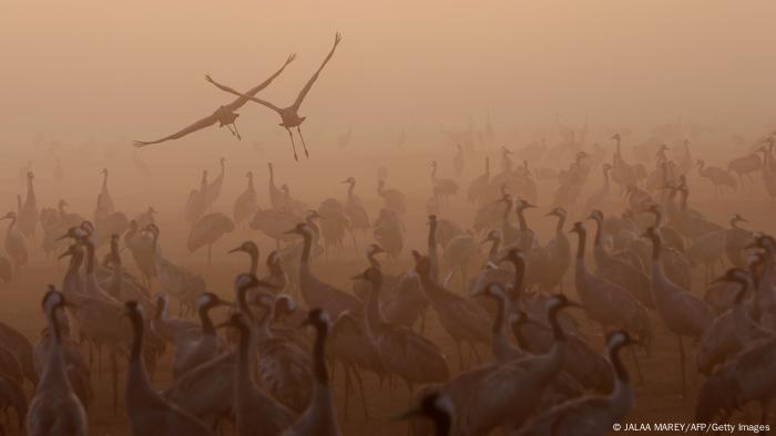 BdTD | VogelzugDecenas de grullas se muestran en el área del lago Agamon Hula, en el valle de Hula, en el norte de Israel, en su ruta de migración estacional de Europa a África.
