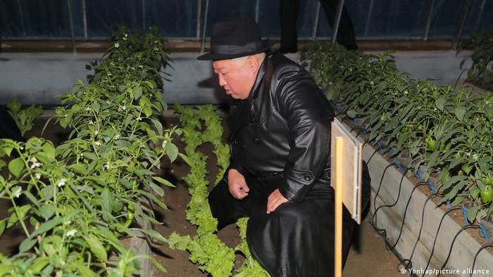 朝中社发布的金正恩去年10月在咸州郡参观一个温室的照片