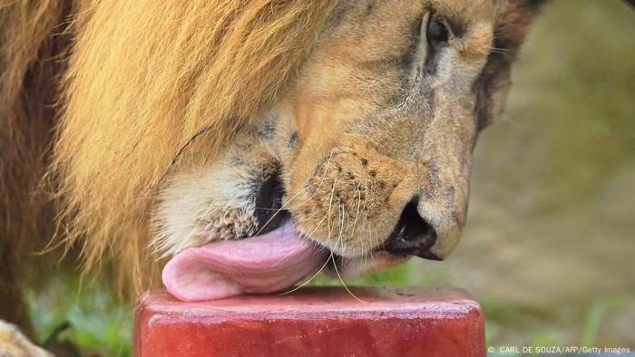 Zoológico de Río de Janeiro ofrece helado a animales por ola de calor | Las  noticias y análisis más importantes en América Latina | DW 