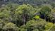 View of trees in the Amazon rainforest View of trees in the Amazon rainforest