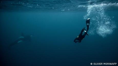 Norwegen Spildra Polarkreis - Taucher Arthur Guérin-Boëri mit Orca unter Wasser