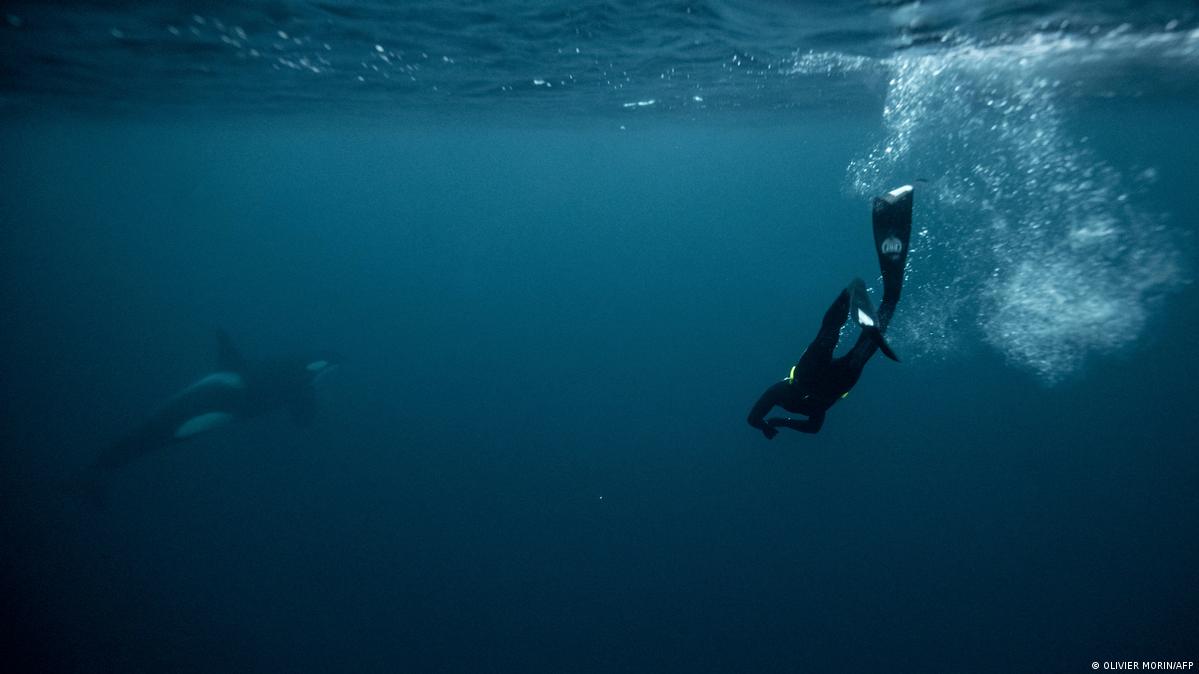 Norwegen Spildra Polarkreis - Taucher Arthur Guérin-Boëri mit Orca unter Wasser