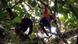 In this photo released by the Neotropical Primate Conservation NGO, two Yellow-tailed Woolly monkeys look for food at a tree top in the Peruvian Amazon rainforest, Thursday, July 24, 2008. The yellow-tailed Woolly monkey, or Oreonax Flavicauda, is in danger of extinction,with an estimated number of only 250 individuals nowadays, according to the International Union for Conservation of Nature. (AP Photo/Neotropical Primate Conservation, Noga Shanee) ** NO SALES ** In this photo released by the Neotropical Primate Conservation NGO, two Yellow-tailed Woolly monkeys look for food at a tree top in the Peruvian Amazon rainforest, Thursday, July 24, 2008. The yellow-tailed Woolly monkey, or Oreonax Flavicauda, is in danger of extinction,with an estimated number of only 250 individuals nowadays, according to the International Union for Conservation of Nature. (AP Photo/Neotropical Primate Conservation, Noga Shanee) ** NO SALES **