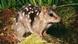 A quoll A quoll