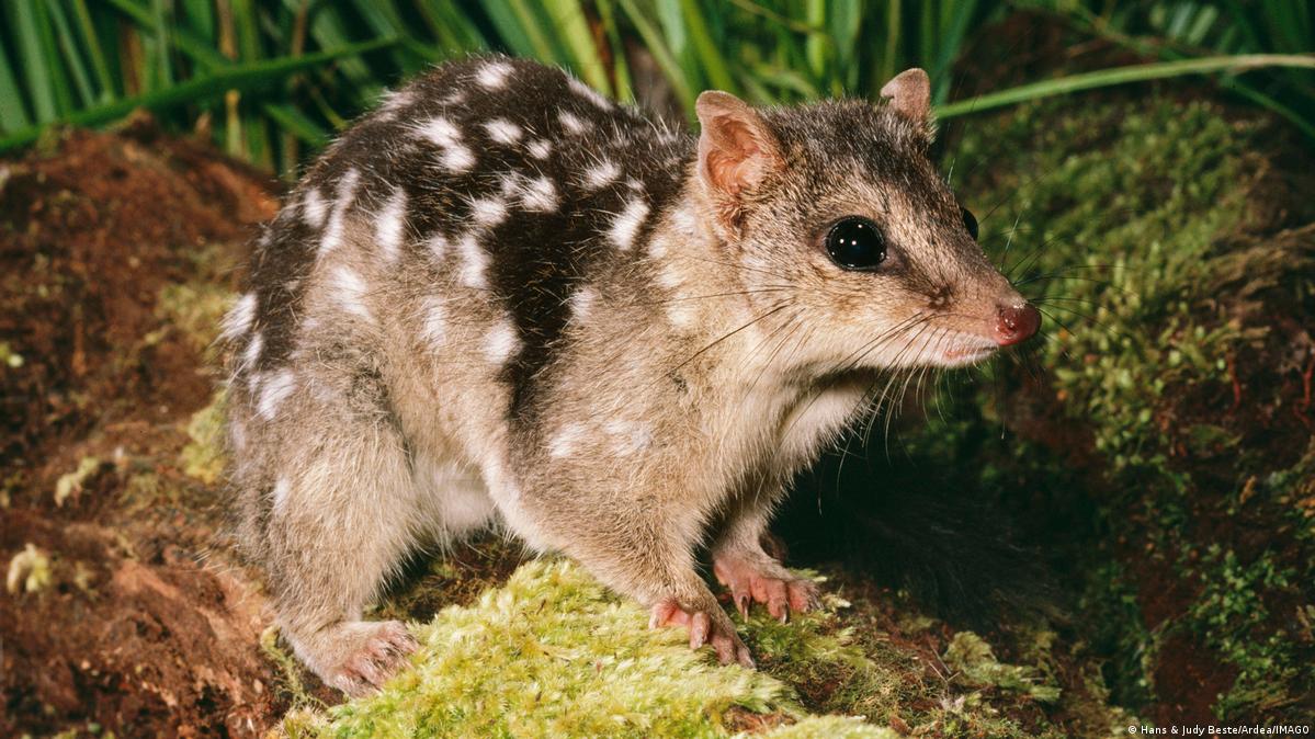 Sex is a death sentence for male quolls – DW – 02/07/2023