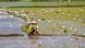 A woman sitting at a rice field in Vietnam A woman sitting at a rice field in Vietnam