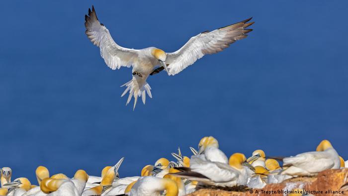 Ein weiß-gelber Basstölpel setzt über zahlreichen brütenden Artgenossen zur Landung auf dem Lummenfelsen der Insel Helgoland an