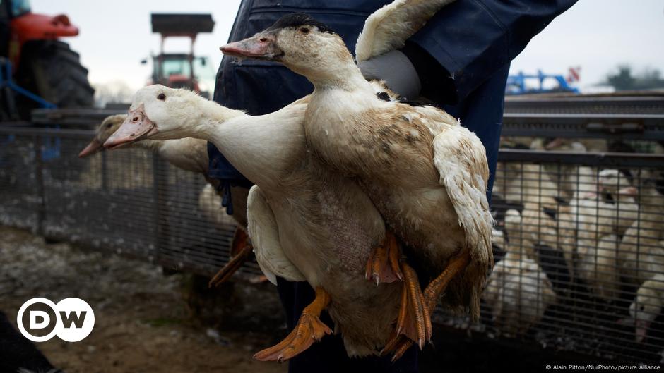 France To Vaccinate Millions Of Ducks Against Bird Flu – DW – 10/02/2023