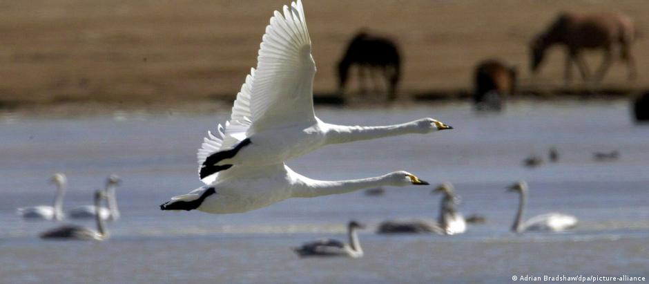 Pesquisadores estimam que mais de 60 milhões de aves selvagens morreram devido ao vírus ou a abates no ano passado 