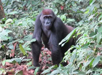Un gorille dans un parc au Congo-Brazzaville. Une bonne gestion des forêts préserve la biodiversité.