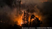 Trees burn as flames and smoke engulf an area near Puren, Chile, Saturday, Feb. 4, 2023. Wildfires are spreading in southern and central Chile, triggering evacuations and the declaration of a state of emergency in some regions. (AP Photo/Matias Delacroix)