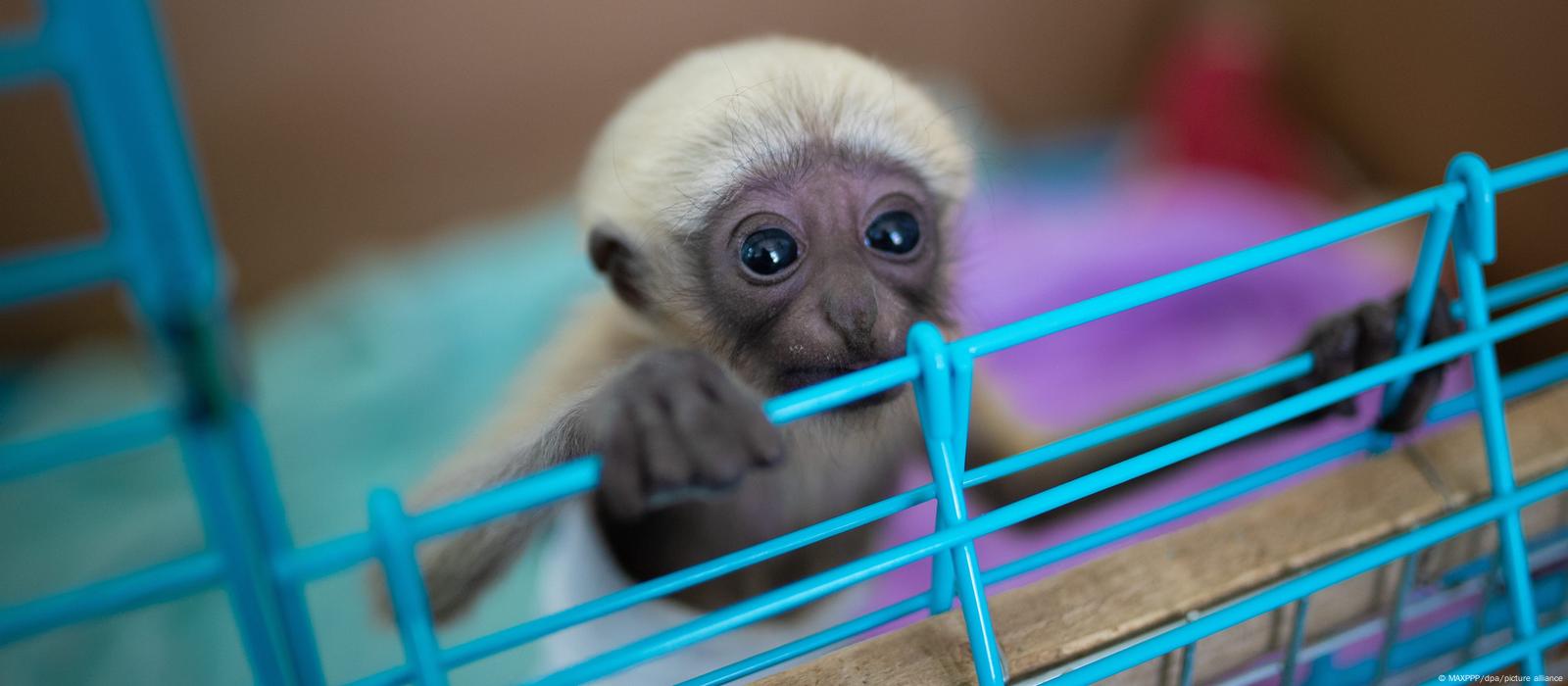 monos marinos embarazadas dando a luz