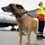 El perro rastreador "Hope", de Alemania, llegó al aeropuerto de Gaziantep, Turquía.