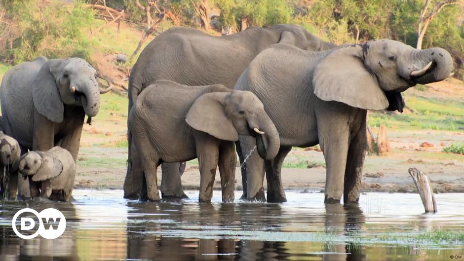 How Botswana is growing its elephant population – DW – 02/09/2023