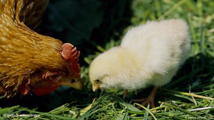 84 Gambar Unggas Ayam Petelur Serta Bagian-bagiannya Terbaik