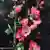 Rosafarbene Zierquittenblüten und erste zart grüne Blätter an Zierquittenzweigen