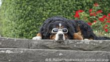 Symbolbild Meet The Germans | Berner Sennenhund