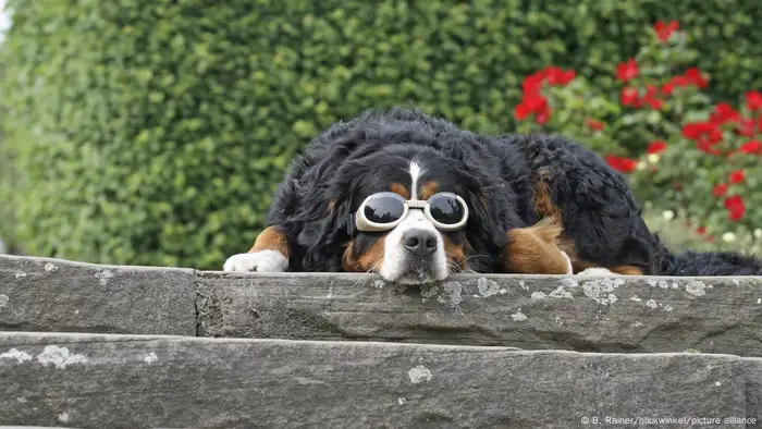 Symbolbild Meet The Germans | Berner Sennenhund
