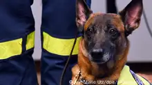 Rettungshund Kaskia verfolgt eine Pressekonferenz. Um den Opfern der schweren Erdbeben in der Türkei zu helfen, machen sich Rettungskräfte des THW (Technisches Hilfswerk) auf den Weg in das Krisengebiet. +++ dpa-Bildfunk +++