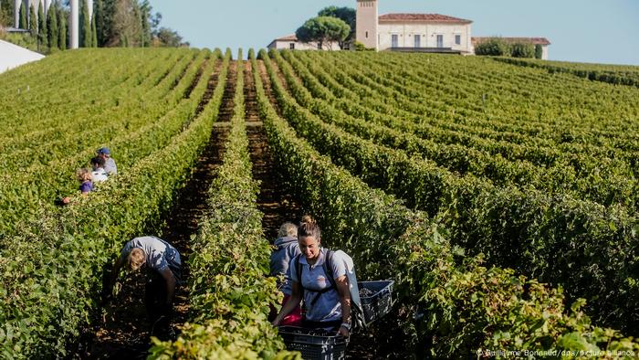 Weinberg Weinbau Region Frankreich Bordeaux