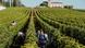 На південному заході Франції можуть зникнути виноградники площею з місто Кельн